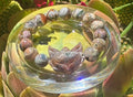 Ocean Jasper Bracelet & Fox Charm